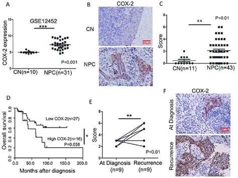 A High Cox Expression Is Associated With A Poor Survival In Npc A