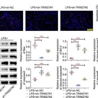 Knockdown Of TRIM27 Alleviated Sepsis Induced Lung Injury Before