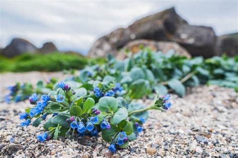 Growing Oyster Leaf: How to Plant and Care for This Delicious Green