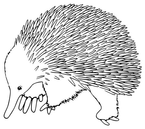 Echidna Outline Coloring Page - Free Printable Coloring Pages for Kids