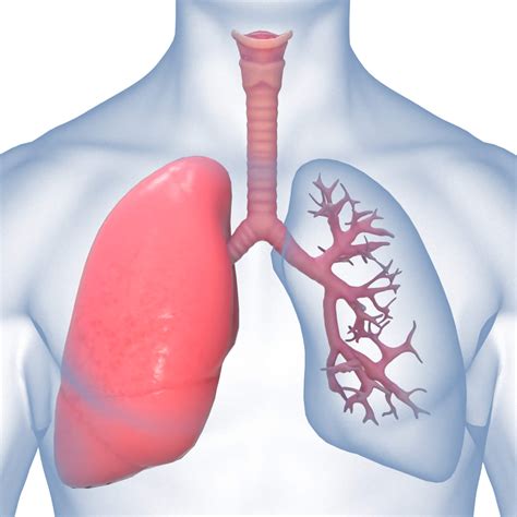 Human Lungs Anatomy Body Respiratory System - 3D Model by zames1992d