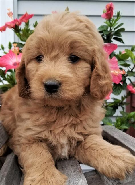 Goldendoodle Puppies For Sale Middleburg Pa