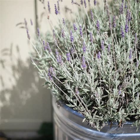 Lavendel In Pot Planten En Verzorgen Lavendelboerderij