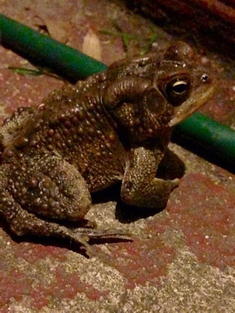 First Toad Of The Season We Get A Lot Nature Photos Animals Nature