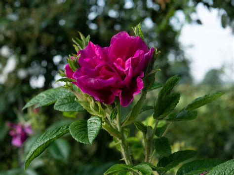 Rosa Rugosa Roseraie De L Hay Historische Rosen Sch Tt