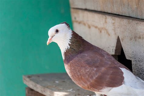 Pigeons As Pets Do They Make Good Pets And How To Keep Them Ne