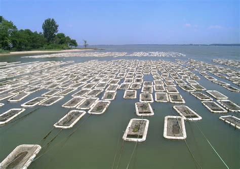 Chesapeake Bay Oysters In Water