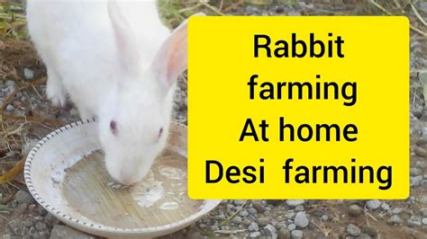 How To Start Rabbit Farming Desi Rabbit Farming Youtube