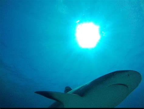 Shark Swims By Sun In Water Rsharks