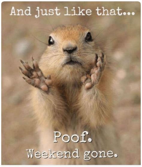 Poof Weekend Gone Funny Animal Pictures Funny Funny Pictures