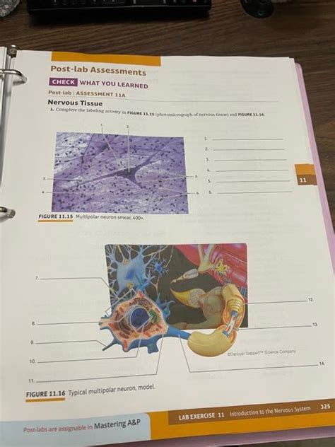 Solved Post Lab Assessments CHECK WHAT YOU LEARNED Post Lab Chegg