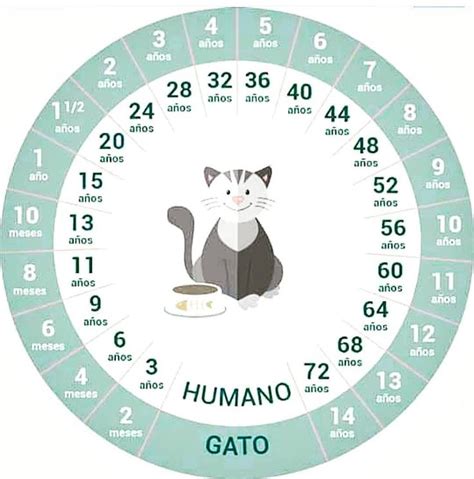 Cuantos Años Humanos Tiene Tu Gato Samuel Mi Gato Más Viejo Tiene 10 Años Gatunos O 56