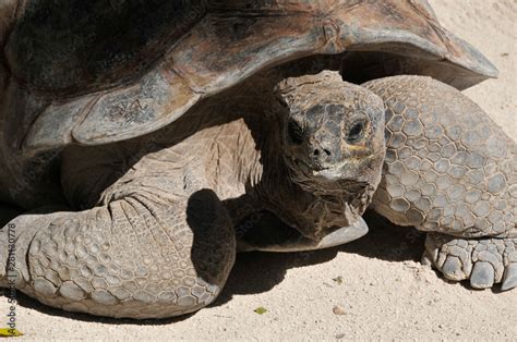 The Galapagos tortoise or Galapagos giant tortoise is the largest ...