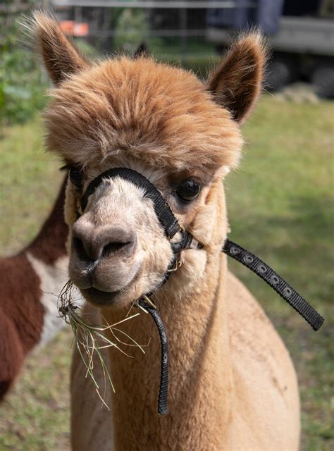 how to pronounce llama in spanish