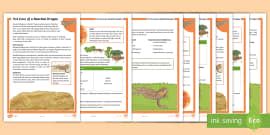 Ks How To Look After A Lizard Differentiated Reading Comprehension