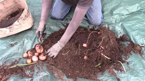 Harvesting Red Pontiac Potatoes Grown In Gallon Grow Bags