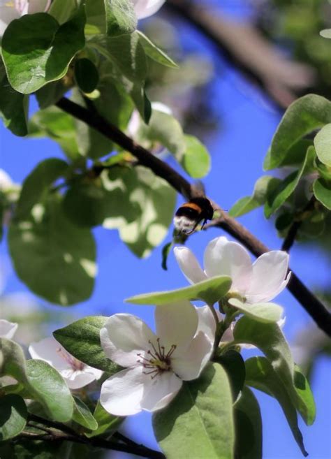 Free Images Tree Nature Branch Sunshine Bush Food Produce