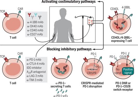 Supercharging Adoptive T Cell Therapy To Overcome Solid Tumorinduced