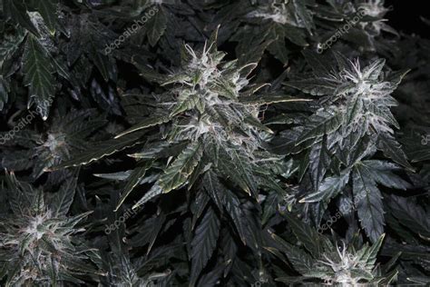 Arbusto De Cannabis Femenino Con Flores Florecientes Y Estigmas Planta