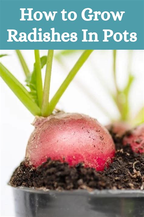 How To Grow Radishes In Pots