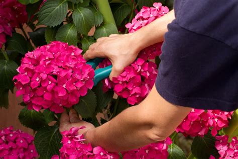 Potatura Ortensie Tutti I Dettagli Su Quando E Come Farla Inran