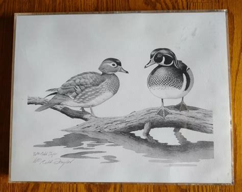 Wood Duck Pencil Drawing