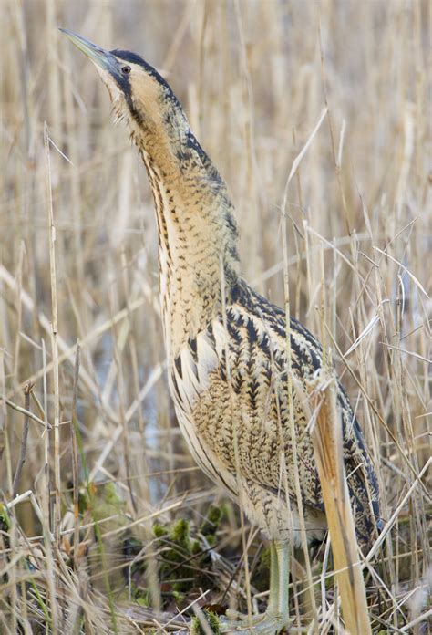 Bittern Botaurus Stellaris Bittern Botaurus Stellaris Flickr