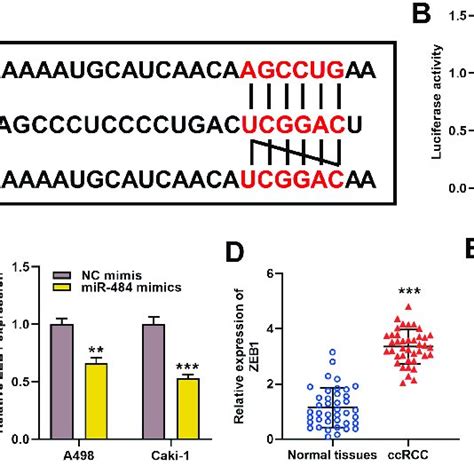 ZEB1 Was A Direct Target Gene Of MiR 484 A Bioinformatics Analysis