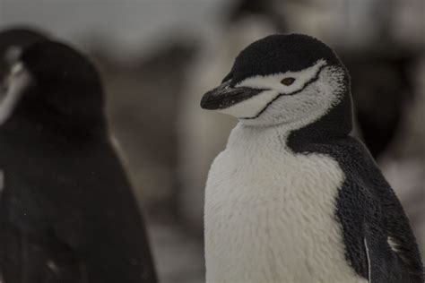 Pygoscelis Antarctica Aves Fin Del Mundo Tierra Del Fuego