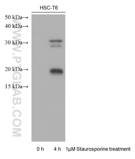 Cleaved Caspase 3p17 Antibody 68773 1 Ig Proteintech 武汉三鹰生物技术有限公司