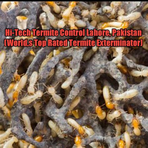 Drywood Termites Treatment – Hi Tech Termite Control