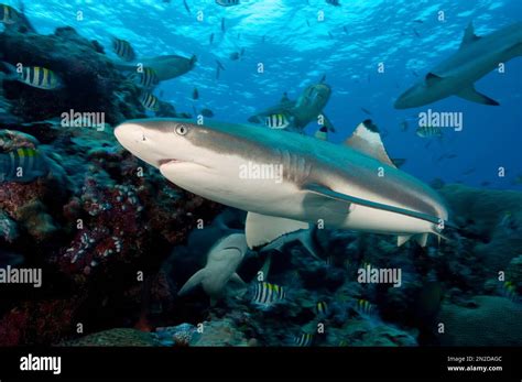 Blacktip Reef Shark Carcharhinus Melanopterus Hunting Prey Swimming