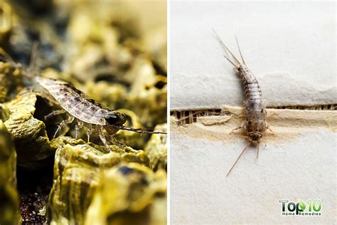 How to Get Rid of a Silverfish Infestation | Top 10 Home Remedies