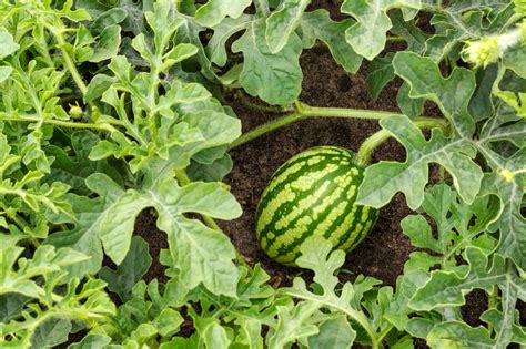 Wassermelone Pflanzen Tipps Und Tricks Für Den Anbau Brigitte De