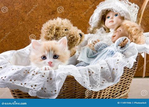 Cat In A Cradle Royalty Free Stock Image - Image: 11491946