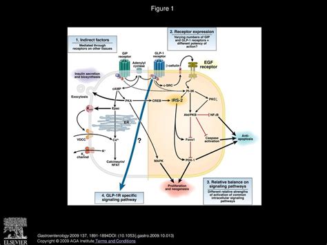 The Incretins and β-Cell Health: Contrasting Glucose-Dependent ...