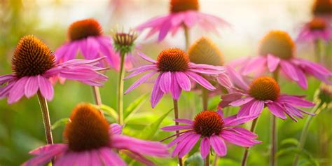 Echinacea pianta antivirale più potere alle difese immunitarie LifeGate