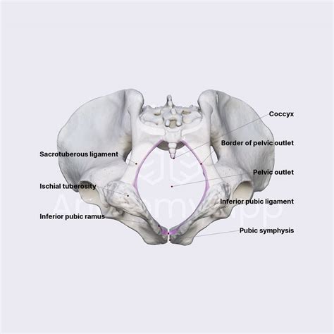 Pelvic Outlet Pelvis Pelvis Anatomyapp Learn Anatomy 3d