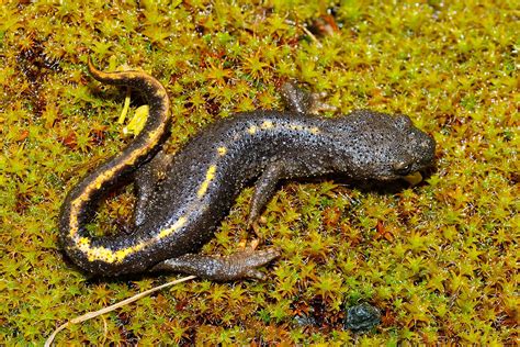 Calotriton des Pyrénées Pyrenean newt Calotriton asper Flickr