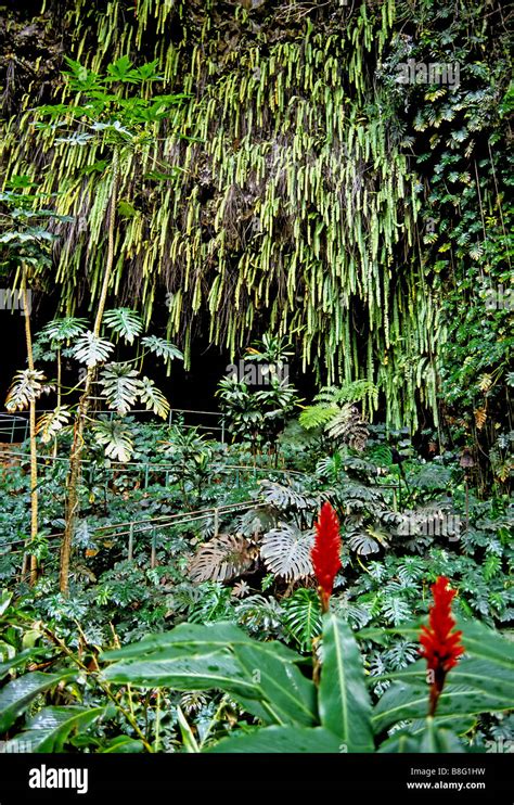 1947 Fern Grotto Wailua Kauai Hawaii Usa Stock Photo Alamy