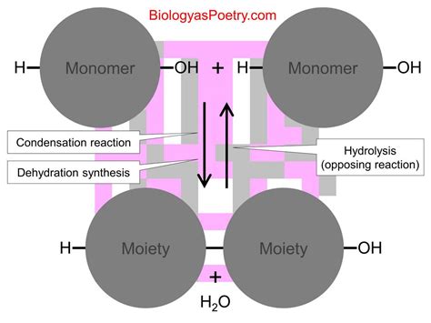 Dehydration Synthesis