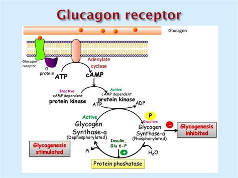 Glucagon Signaling Pathway