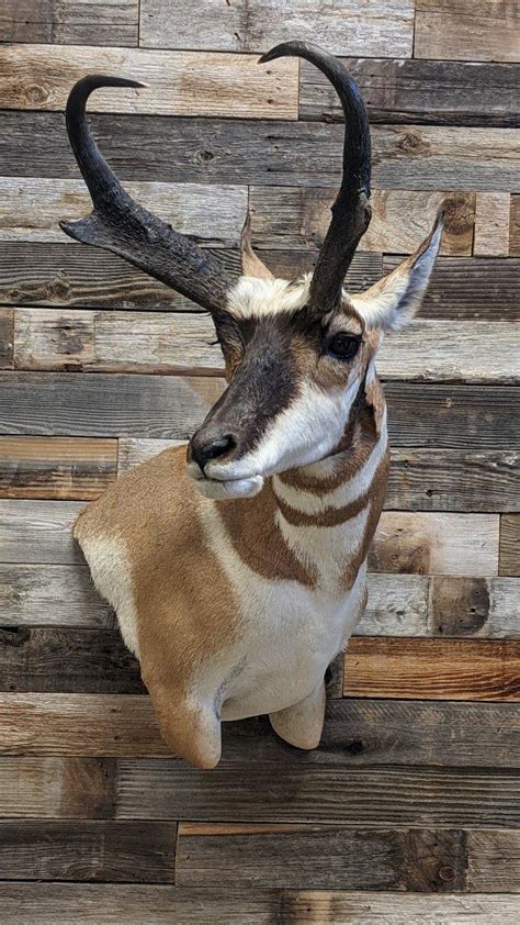 Wall Pedestal Pronghorn Taxidermy Monster Muleys Community