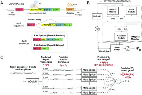 Genome Integrated Reporter System And Machine Learning Pipeline For Download Scientific