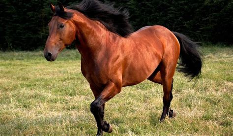 Best Race Horse Breeds - Helpful Horse Hints