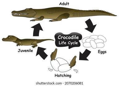 Crocodile Life Cycle Infographic Diagram Showing Stock Vector Royalty