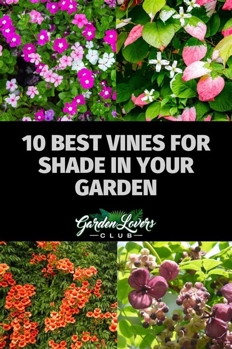 10 Best Vines For Shade In Your Garden Artofit