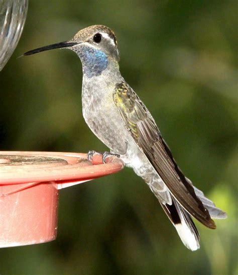 Pretty Blue Hummingbirds