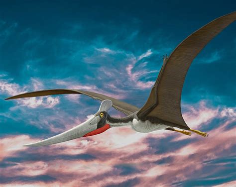 Pterosaur The Largest Flying Creature