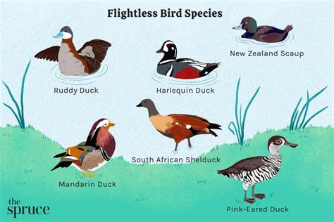 57 Species Of Flightless Birds Nature Blog Network